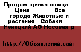 Продам щенка шпица.  › Цена ­ 15 000 - Все города Животные и растения » Собаки   . Ненецкий АО,Носовая д.
